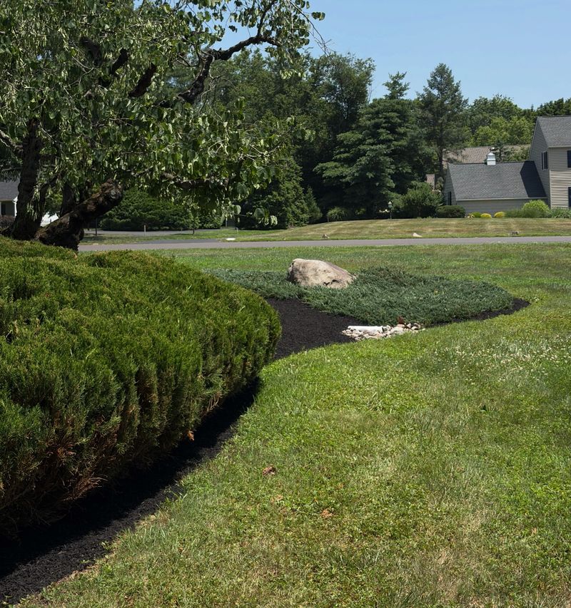 Freshly trimmed juniper hedge with a crisp mulch edge along the lawn
